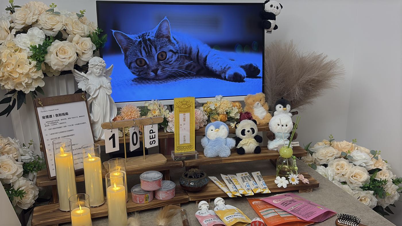 如何面对宠物离世的悲伤？写给东莞养宠人的心理支持