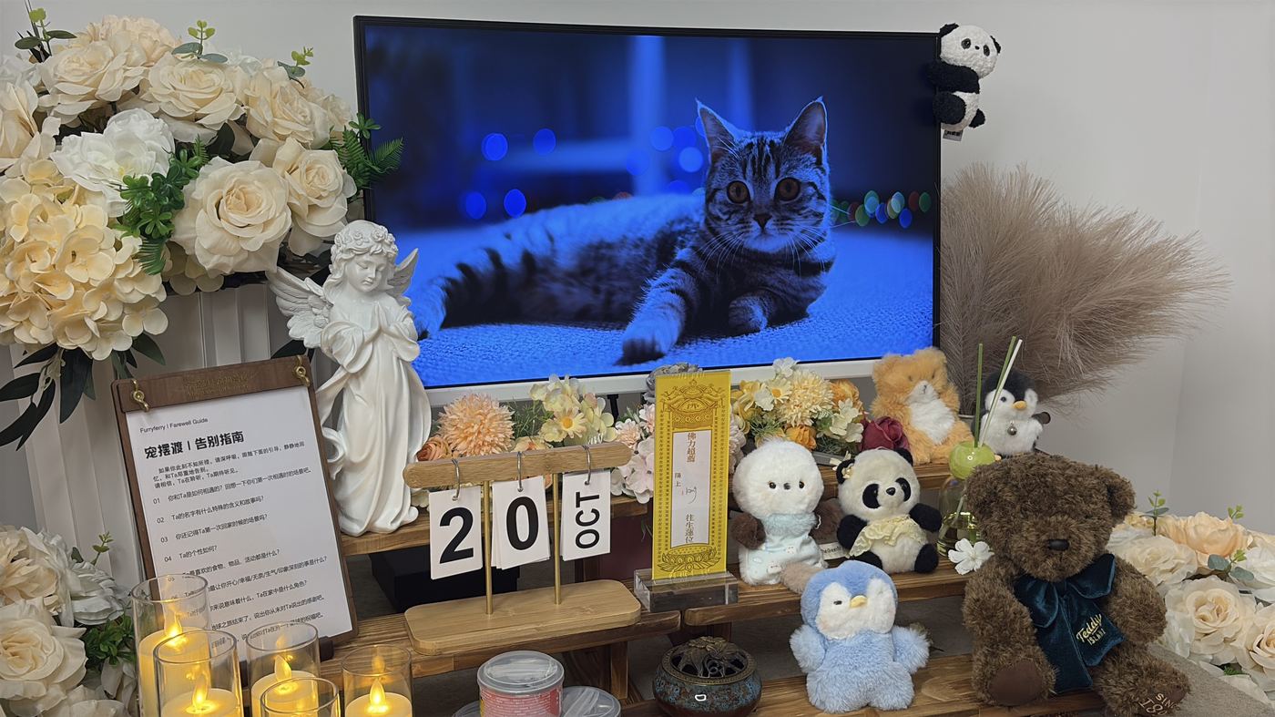 猫咪离世前的表现